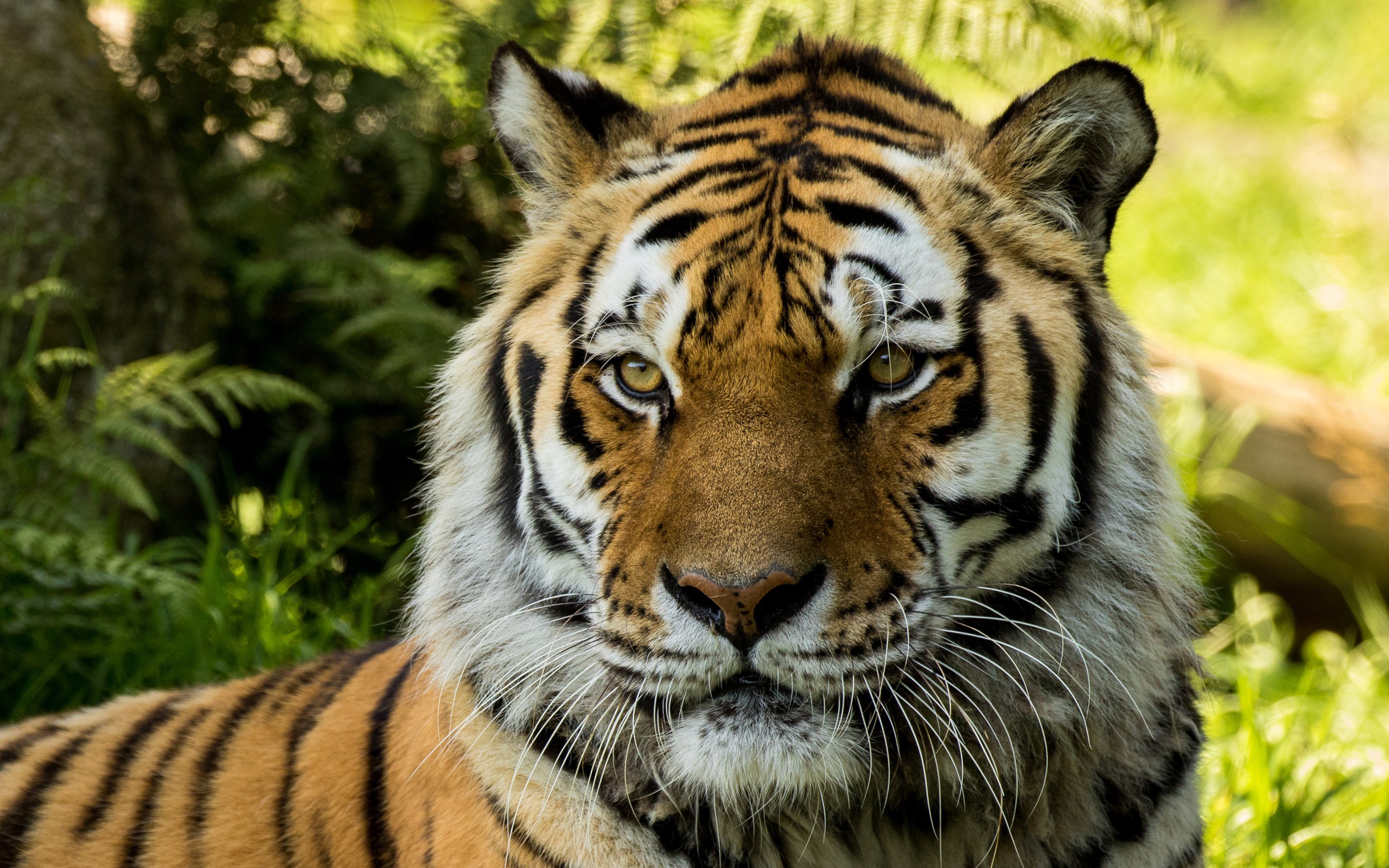 Vladimir Siberian Tiger at Dartmoor Zoo4112817368